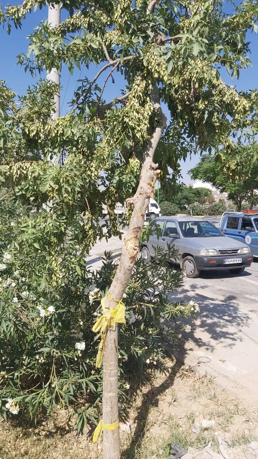 اجاره مغازه فلکه حج