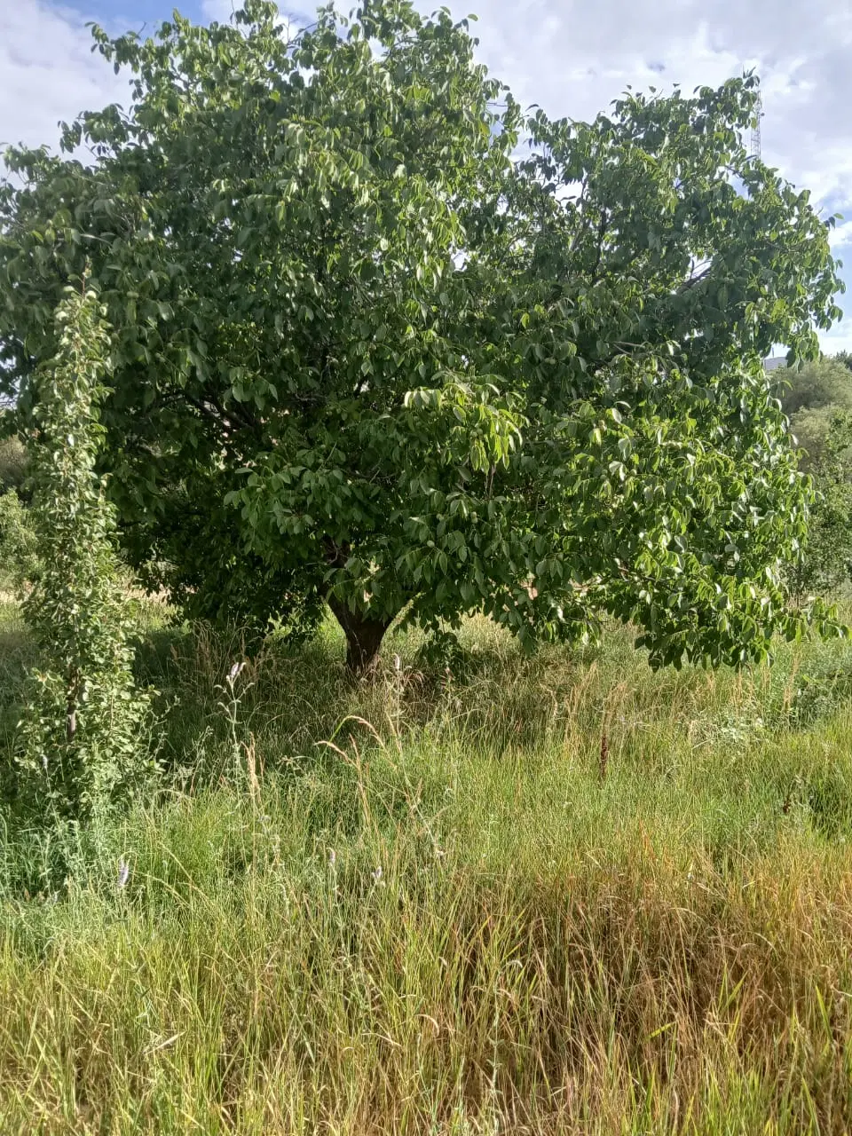 باغ گردو  وسیب