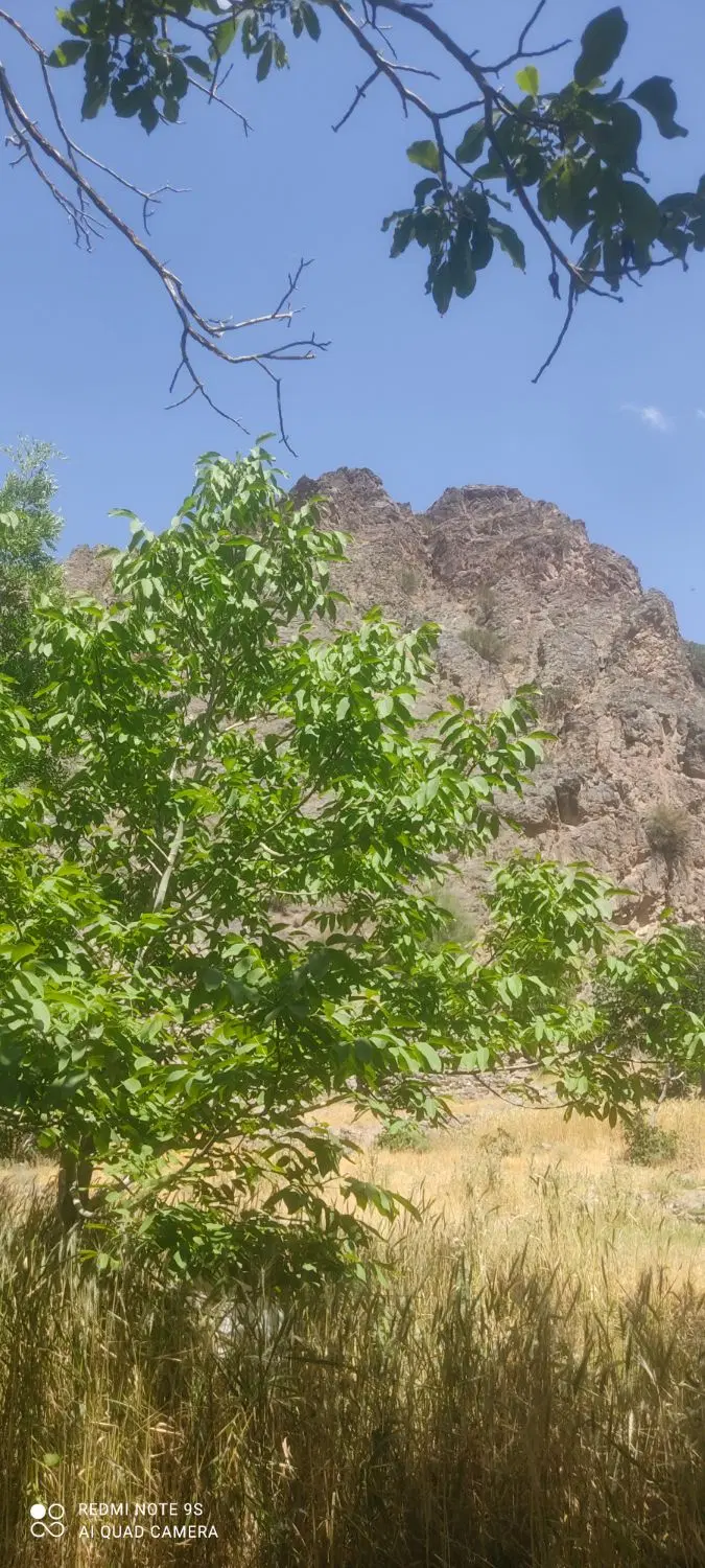 زمین بنیادی فرزند اوری