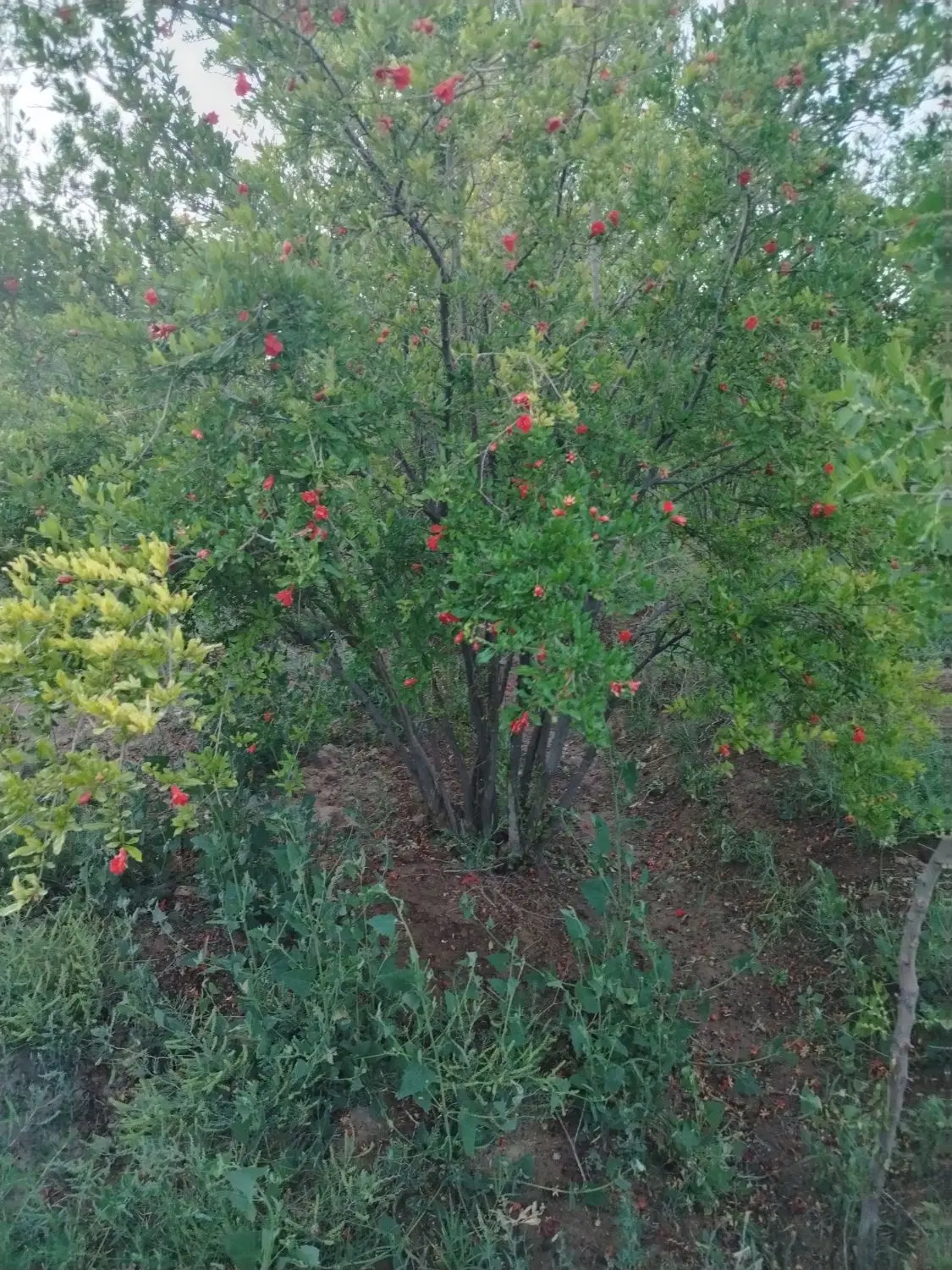 باغ فروشی معصوم آباد