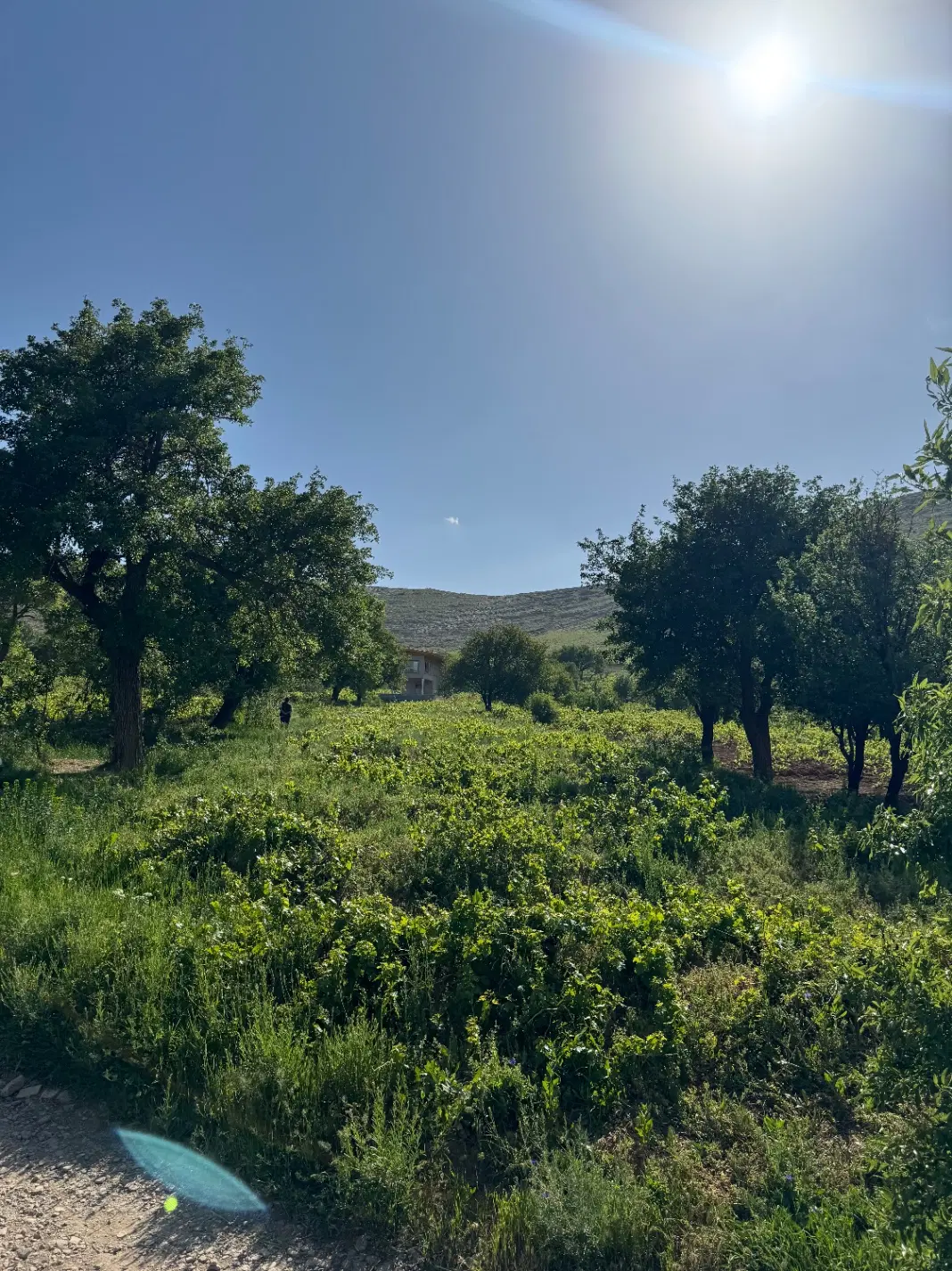 باغ انگور ۳۰۰۰ متری با ویلای دوبلکس ویو ابدی لجور