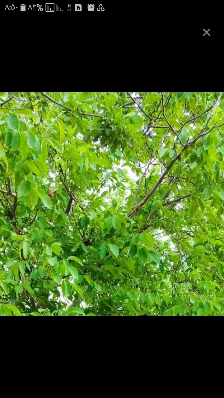 زمین در روستای ملاباقر