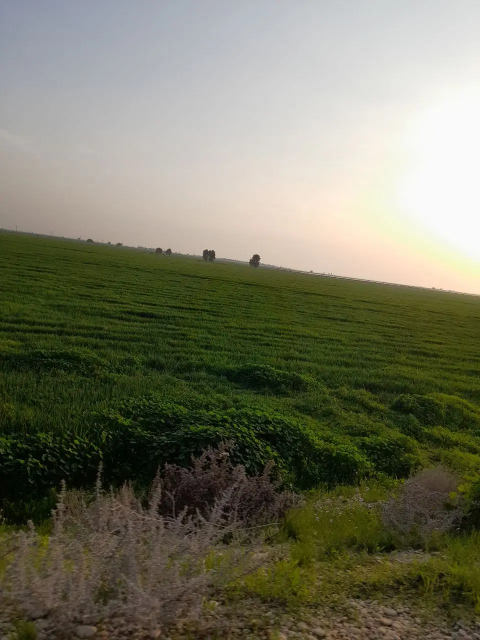 فروش زمین کشاورزی(زراعی) بسیار مرغوب