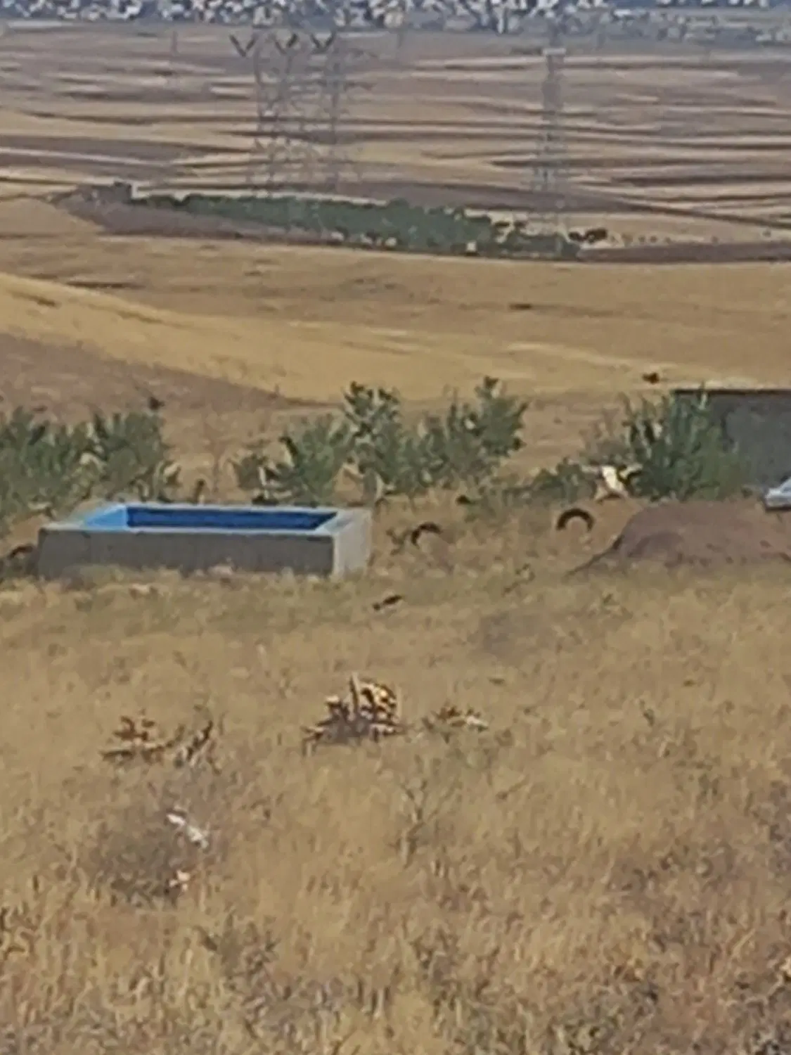 زمین
