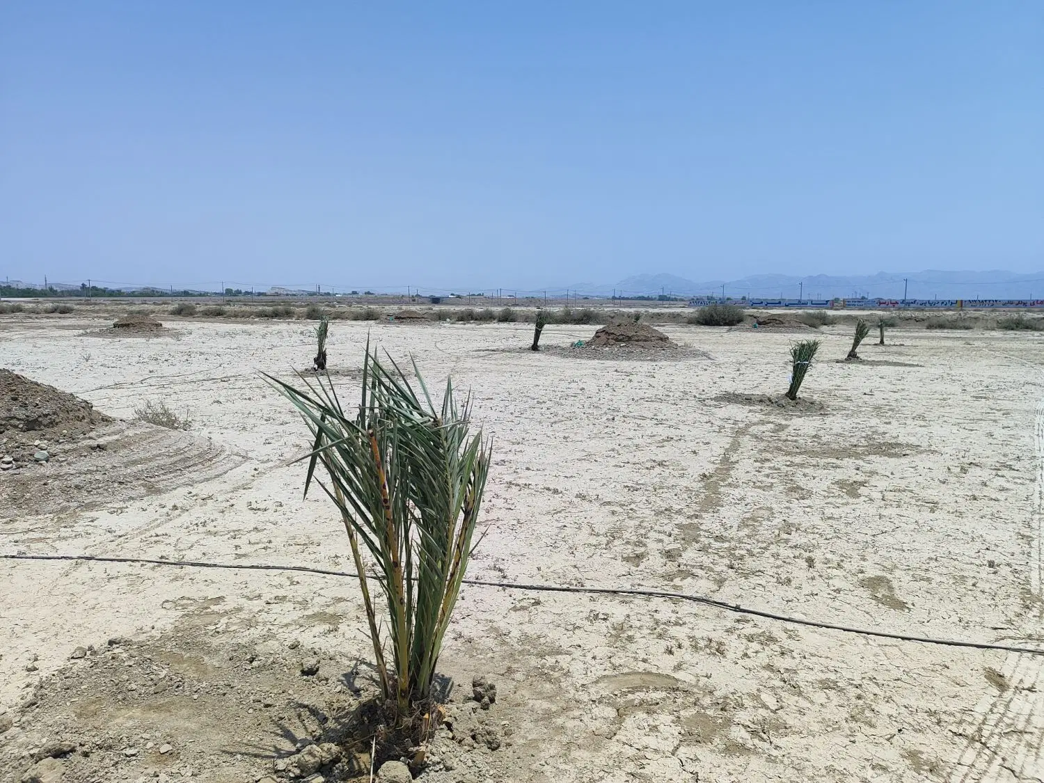 زمین باغی 6 هکتار