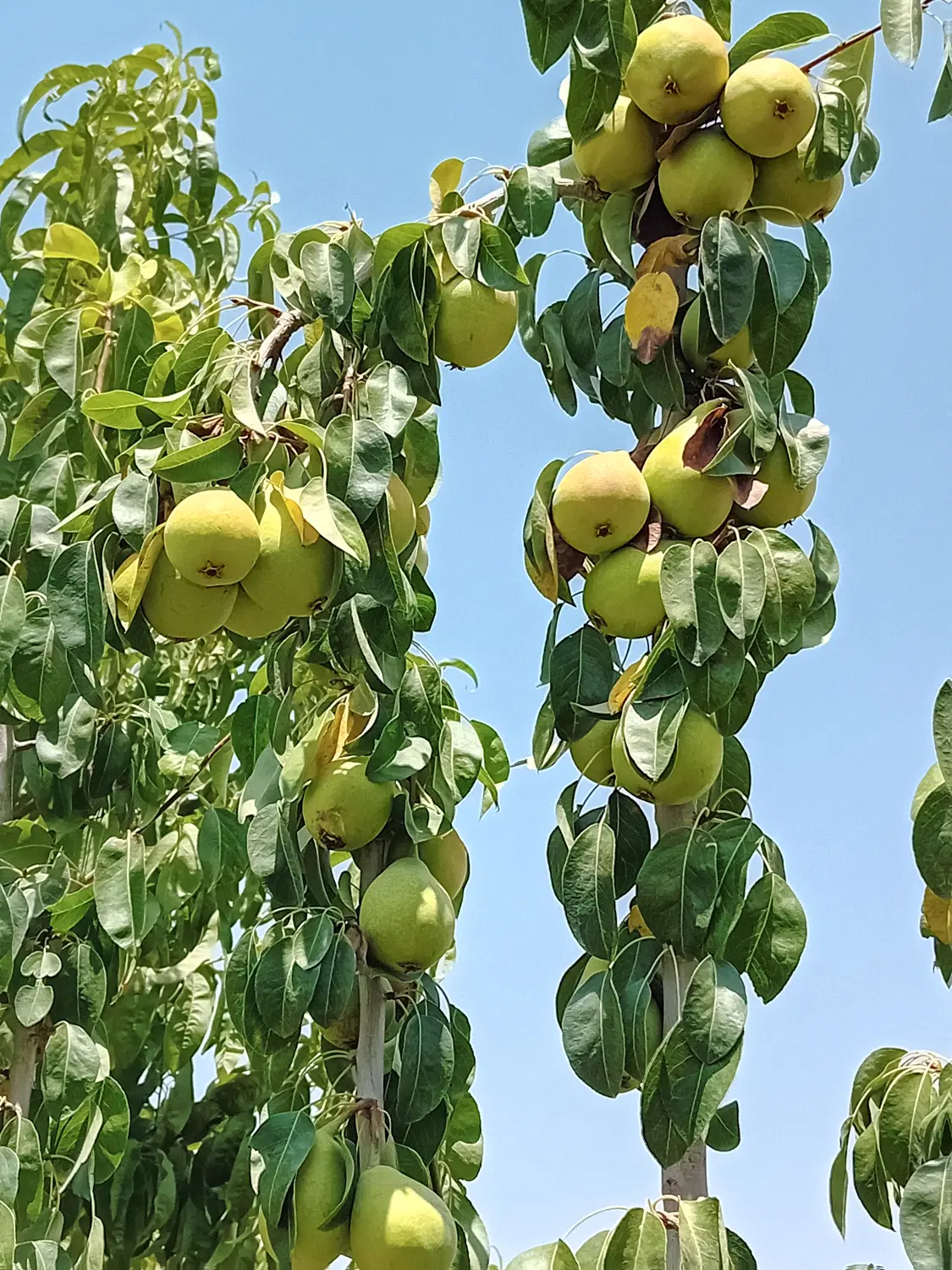 باغ فروشی وزمین باغی درروستای ماریان
