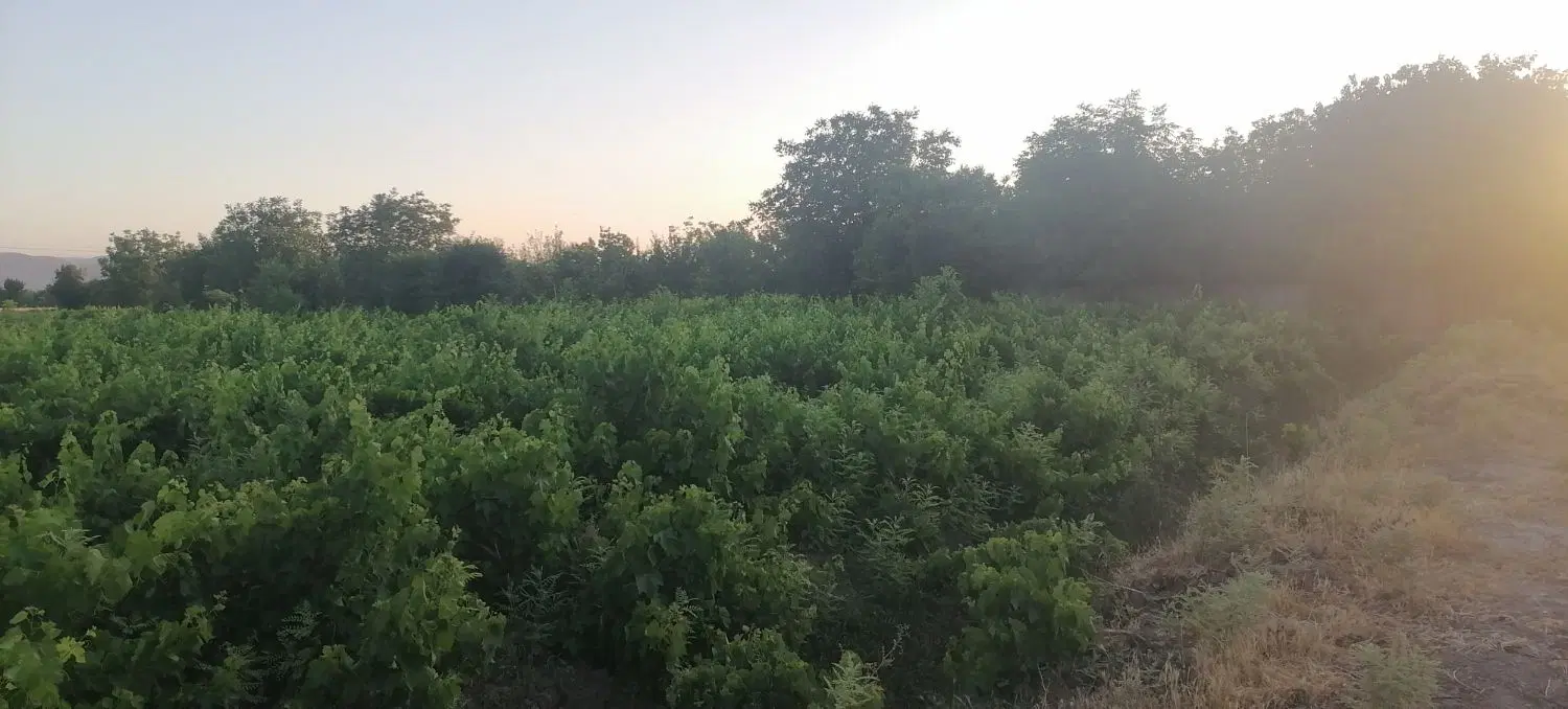 باغ انگور