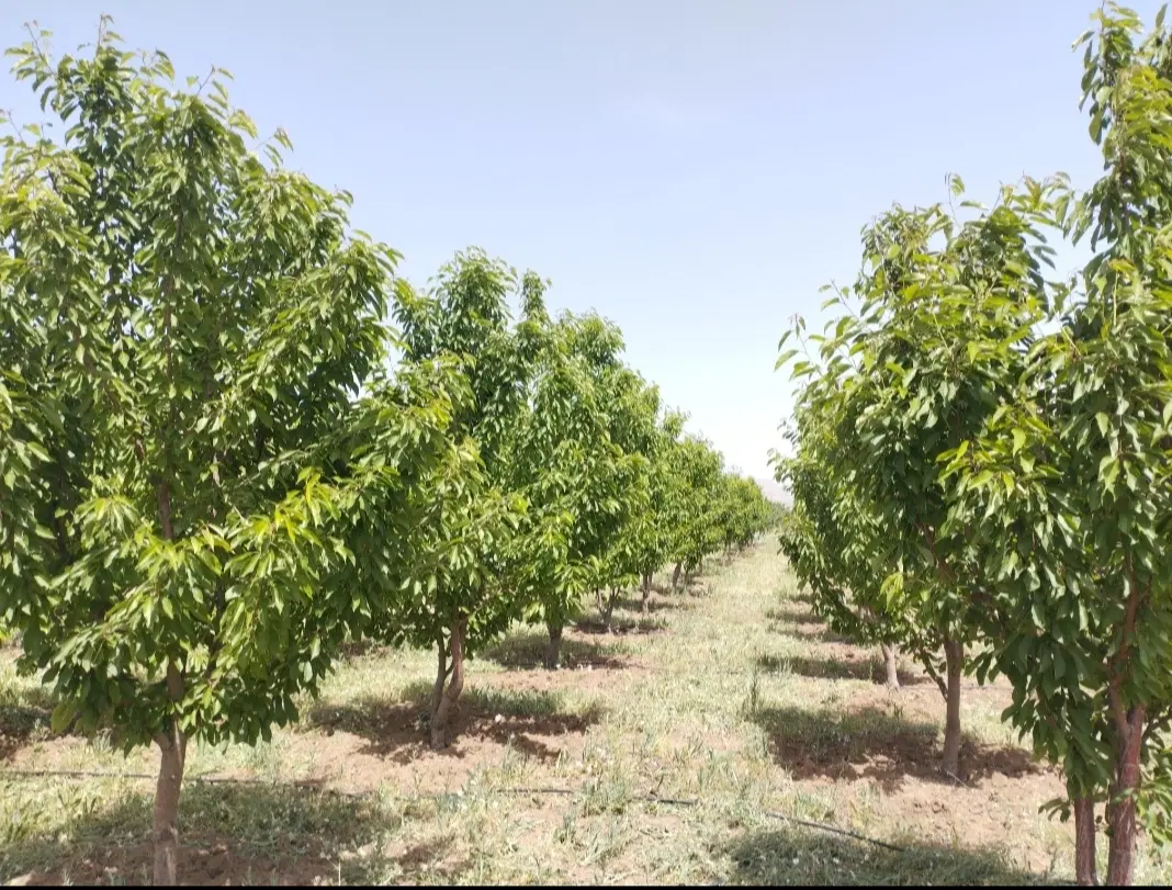 فروش باغ