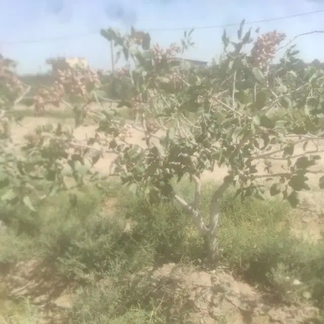باغ پسته
