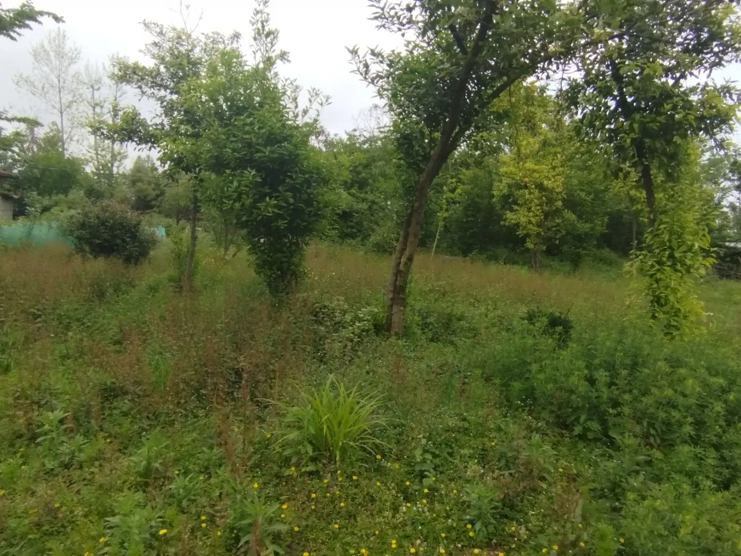 ویلا