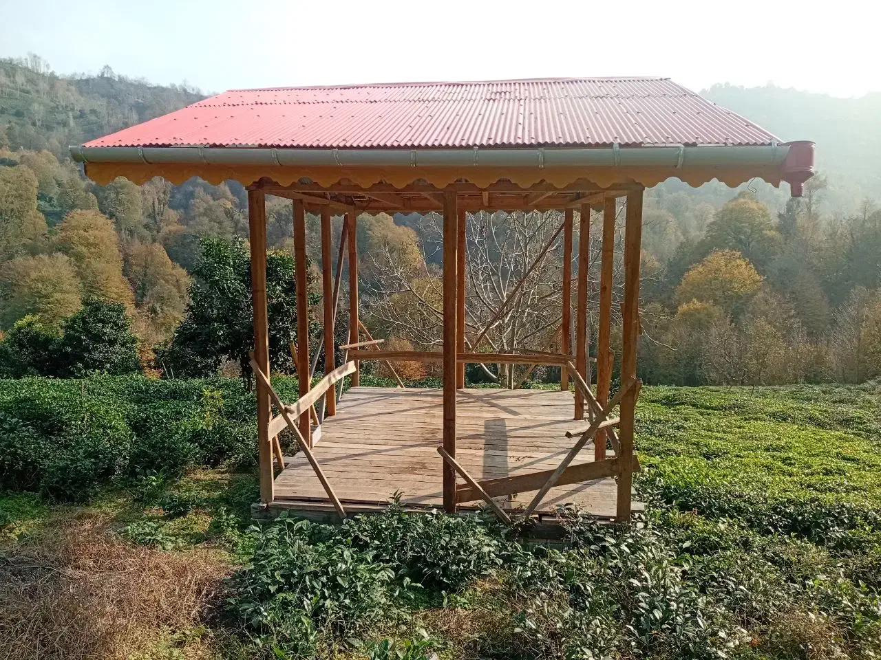 ۱۰۰۰ متر باغ چای