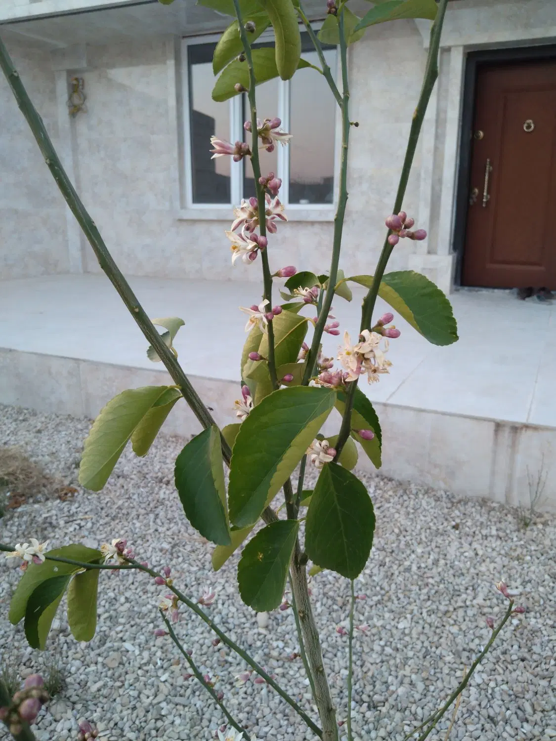 باغ شهری مجموعه زیتون یا ثبوت 2