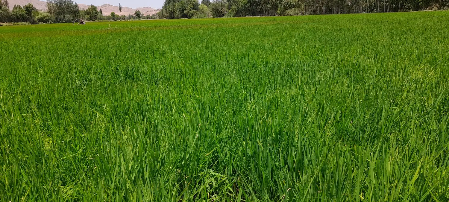 نشا برنج نوگرانی
