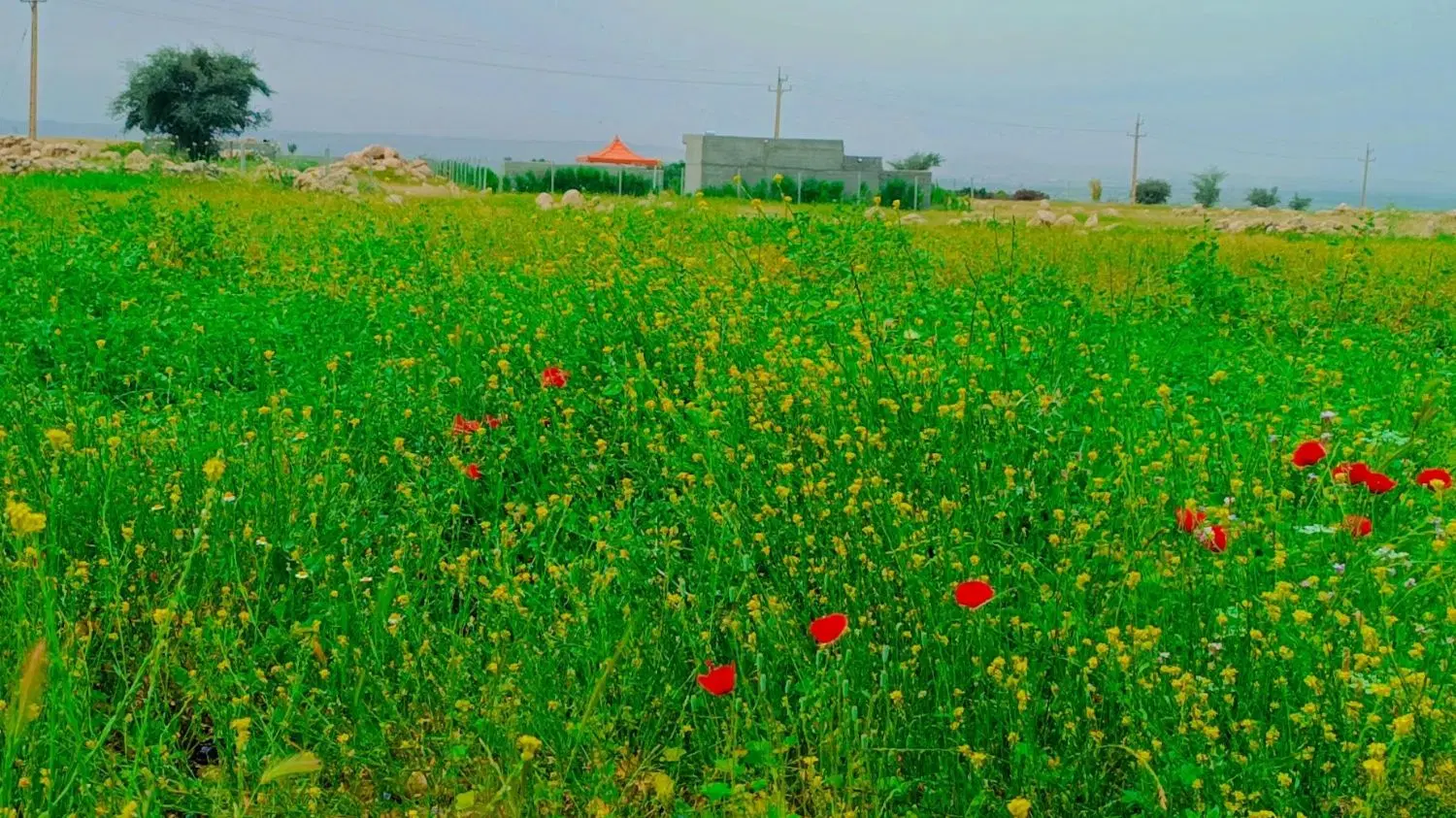 زمین خونه باغ