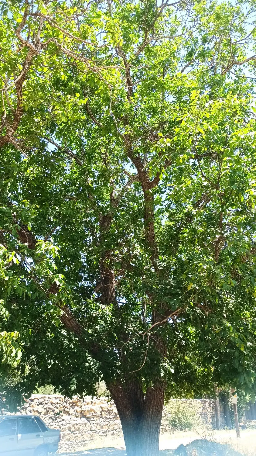 زمین باغ سند تک برگ عباس آباد