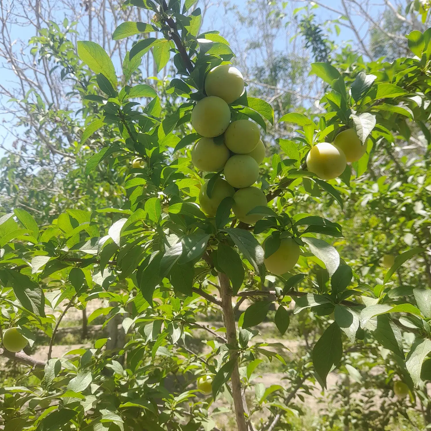 زمین باغی با درختان میوه عالی آب لوله کشی