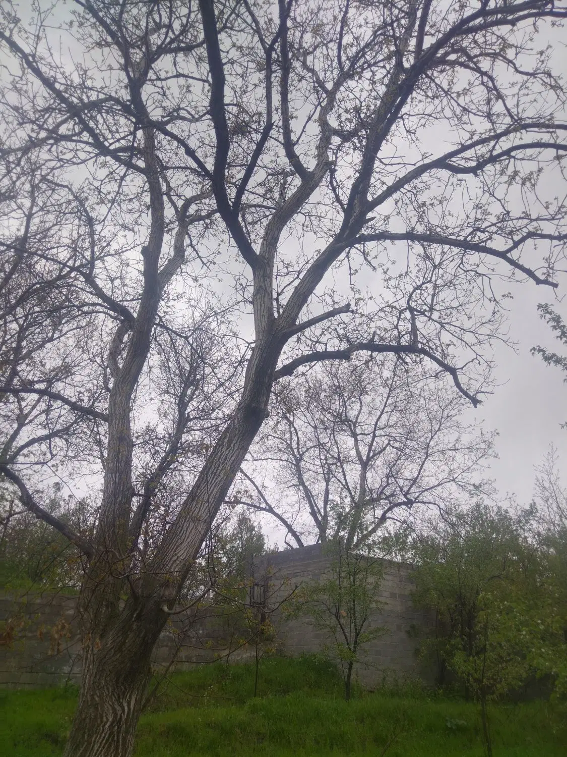 زمین سردرختی در روستای نوا  6   من محلی می باشد