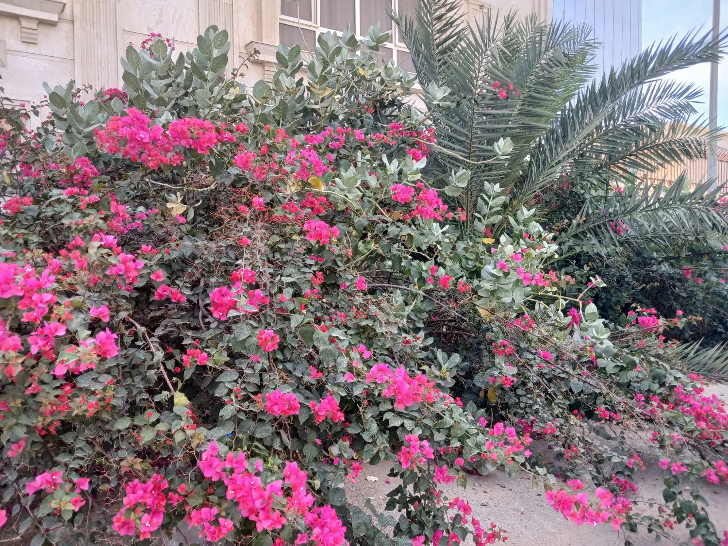 ۸۳ متری نریمان