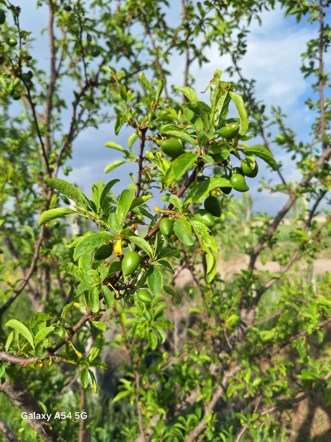 زمین برای احداث باغ