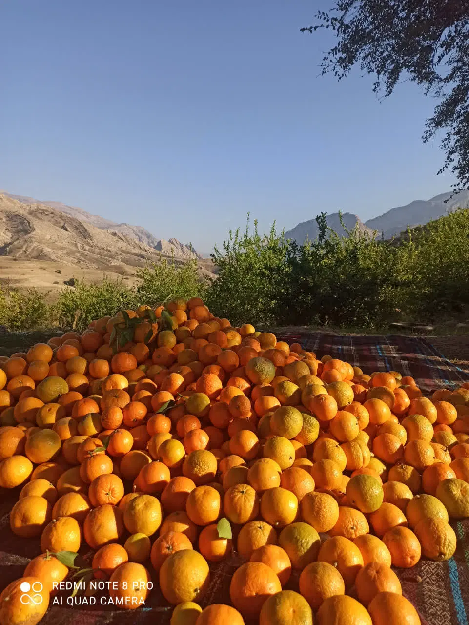 فروش باغ مرکبات