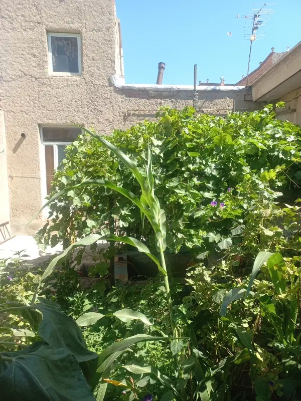خانه ویلایی