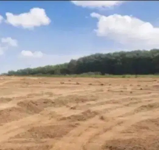 یک‌جریب زمین برنجکاری در صحرای مبارکه