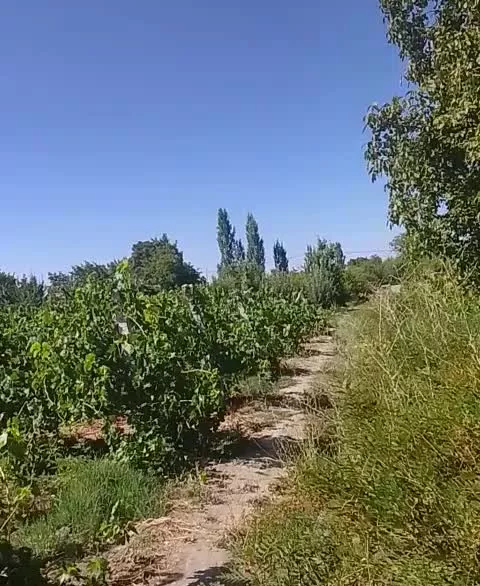 اجاره یک قطعه باغ انگو رسفید بیدانه