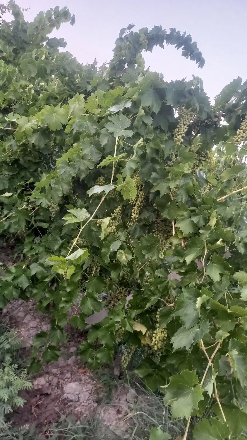فروش باغ انگور
