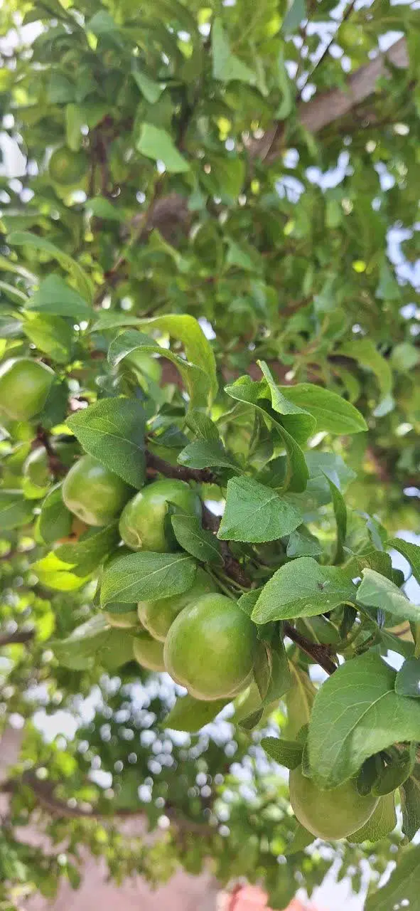 باغ تفریحی