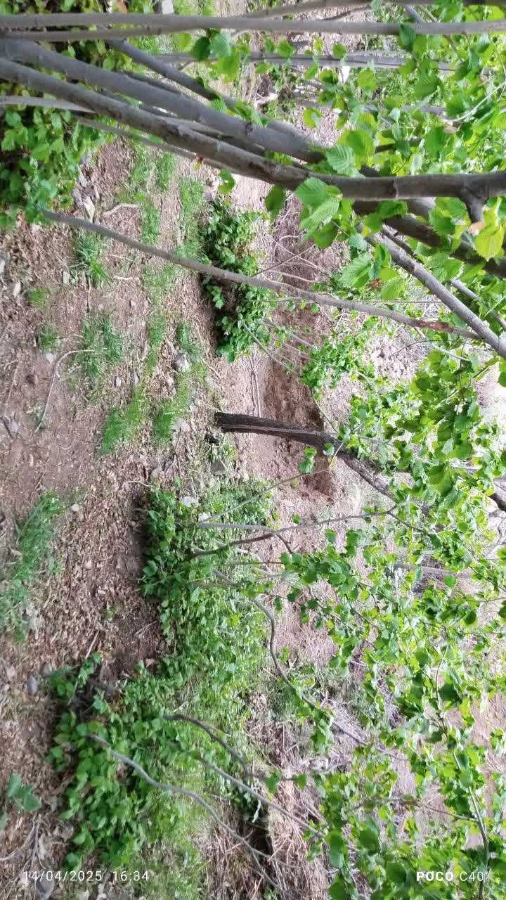باغ سرسبزدرروستای وشنوه
