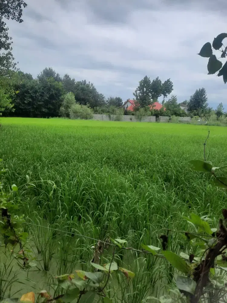 شالیزار4هزارمتری برجاده اصلی