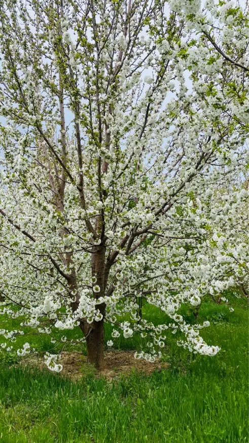 باغ ویلایی تفرجگاه بند