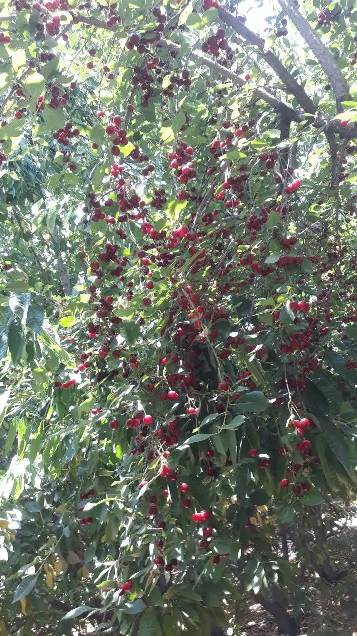 باغ  490متری