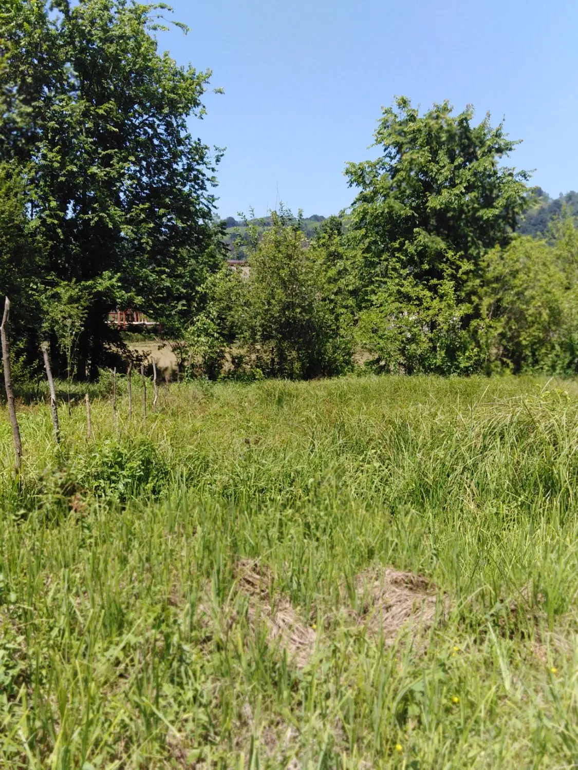 زمین باغی