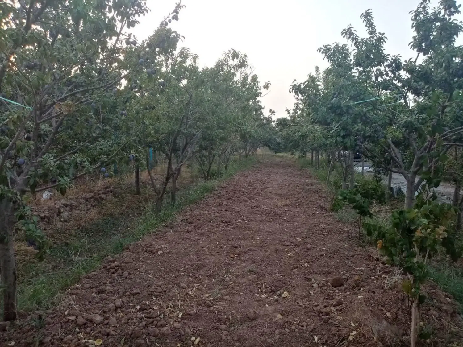 فروش باغ در محدوده حسین اباد ناظر