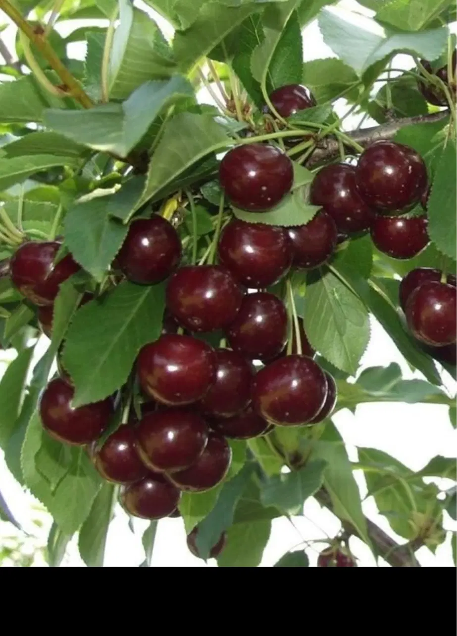 فروش باغ