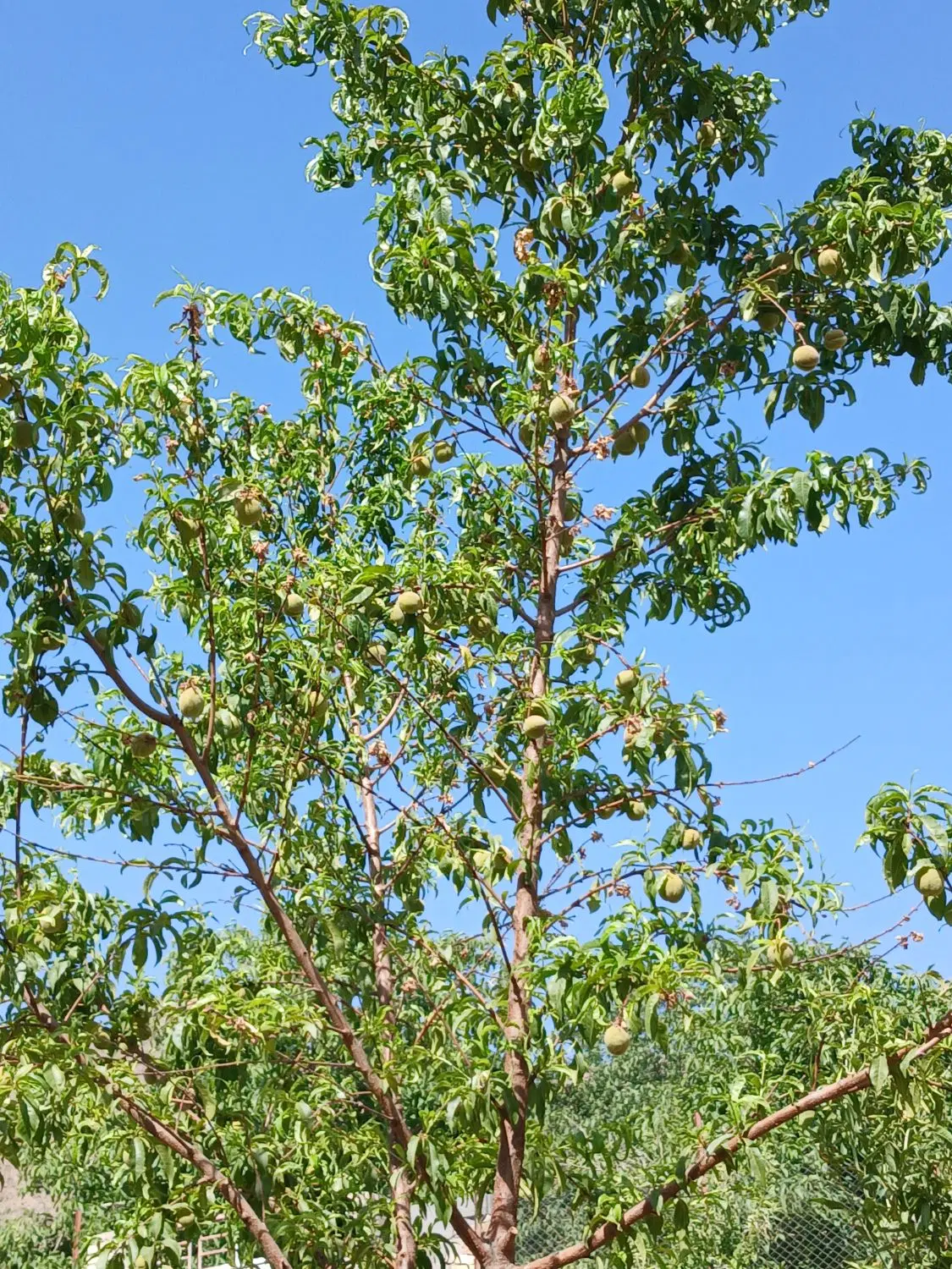 باغ محصور روستای  بهار اردهال