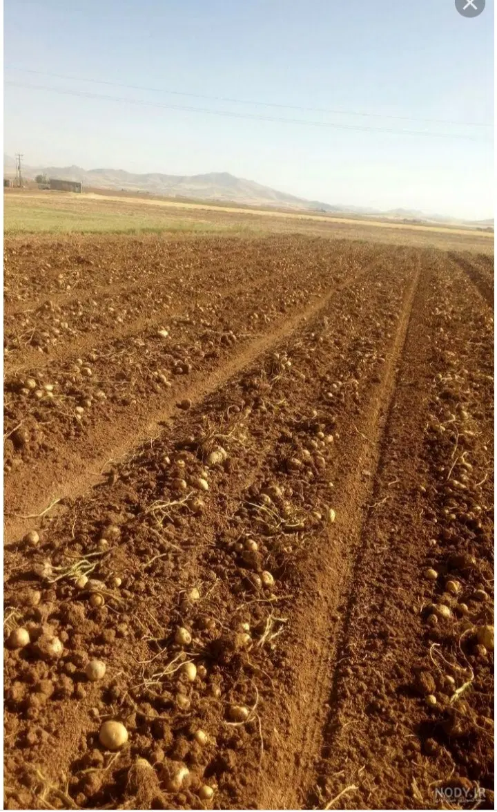 زمین کشاورزی