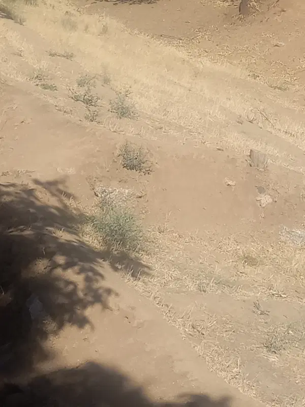 باغ حدود هزار متر شهری