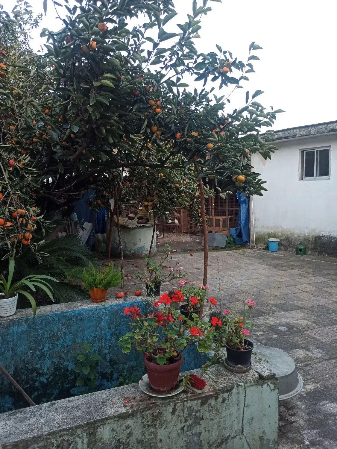 زمین و ملک 446 متری