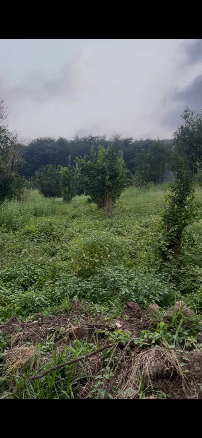 زمین مسکونی