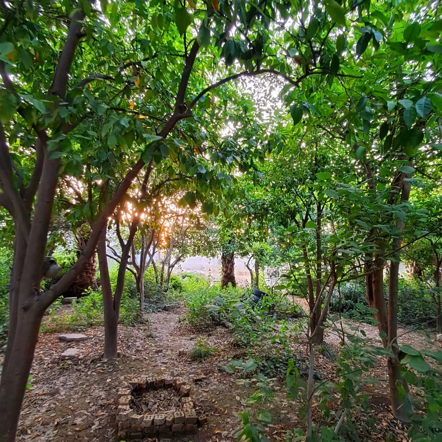 باغچه