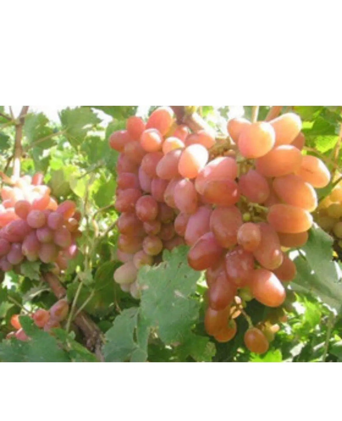 فروش باغ