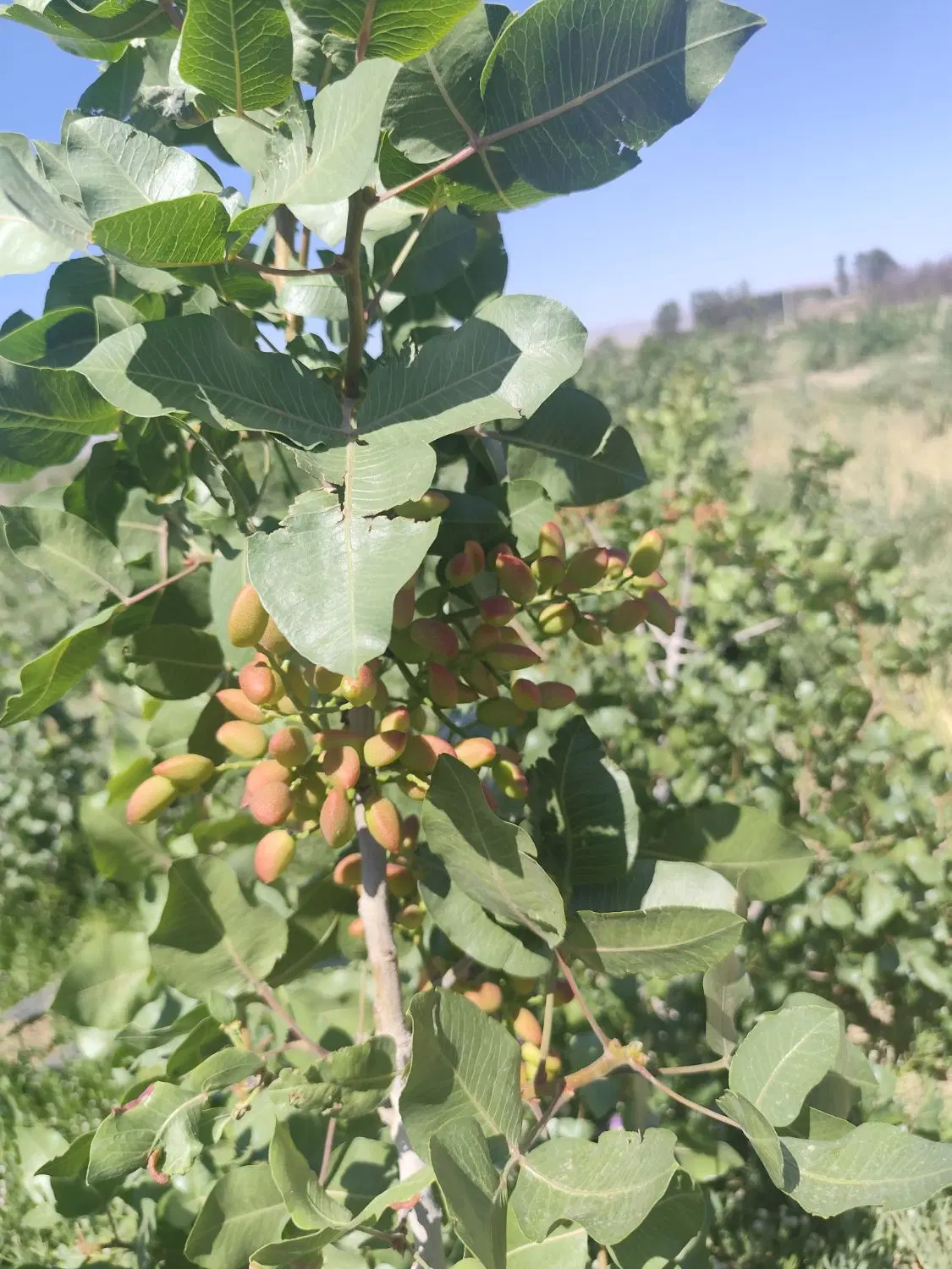 باغ پسته