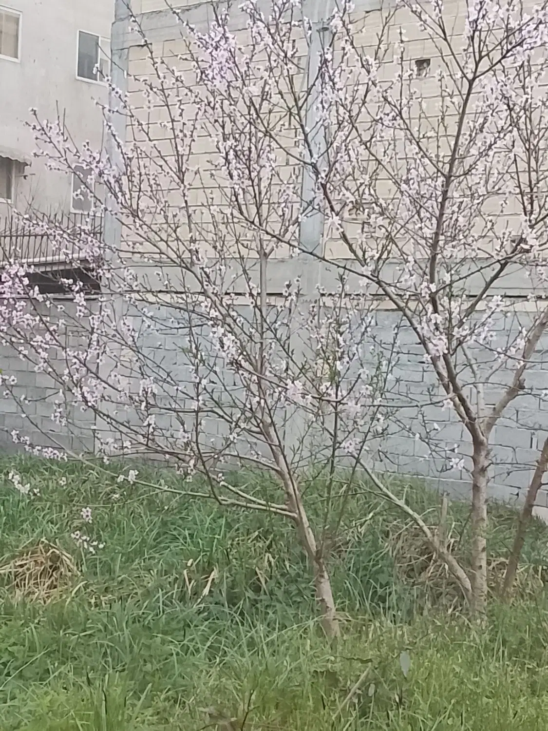 فروش زمین کامل مسکونی نخجیر