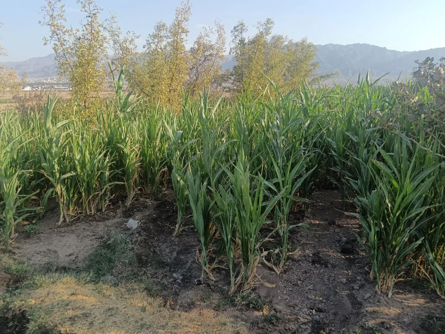 زمین مزروعی  حاجی اباد