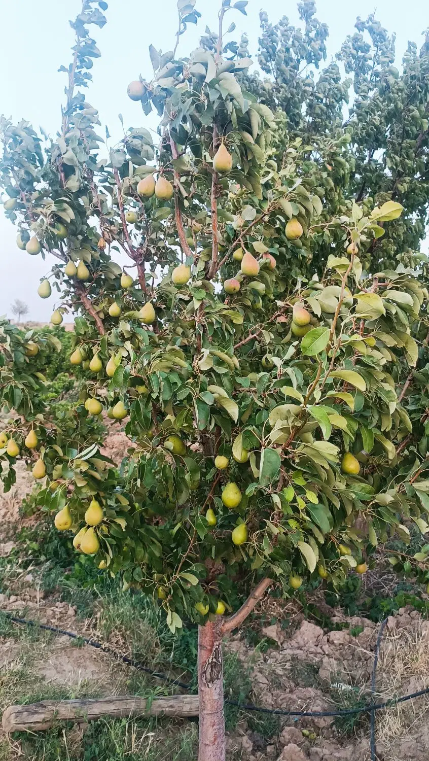 باغ انگور بادام و پسته