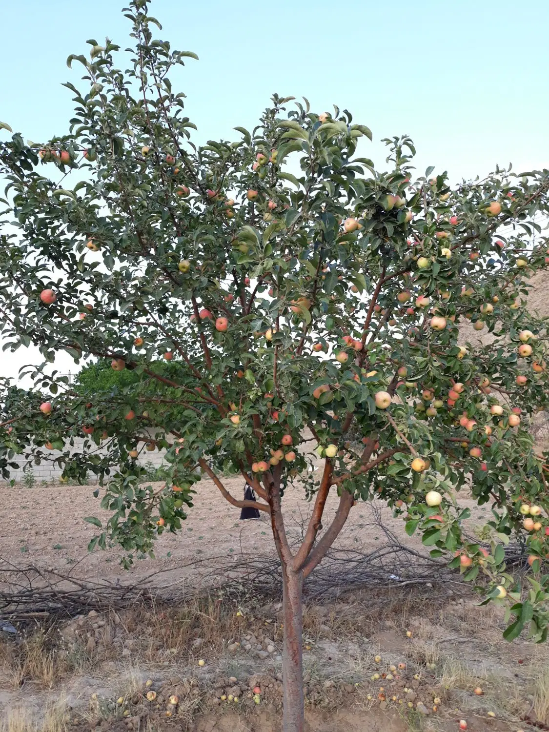 زمین زراعی قوچان هفت تپه