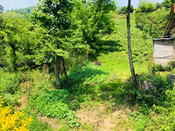 زمین باغی_مسکونی با مجوز ساخت