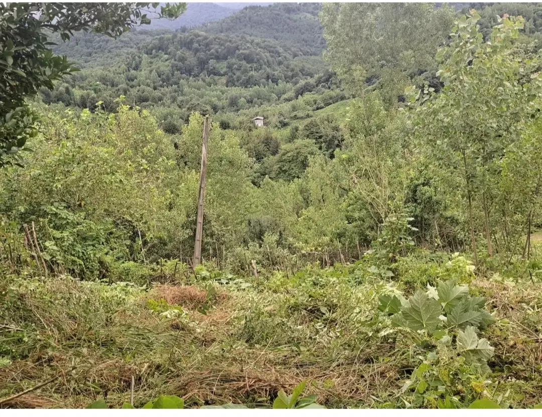 زمین مسکونی سیاهکل باپروانه ساخت